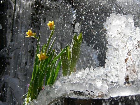 1387456281-jonquille