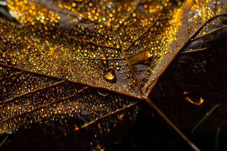 accueil-m-c-orecchioni