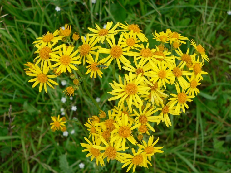 Piq.16.06.05 004.jpg